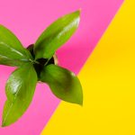Elemente care aduc un aer proaspăt prin plante cu frunze mari