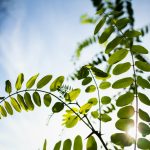 Plante cu frunze mari care oferă un impact vizual puternic