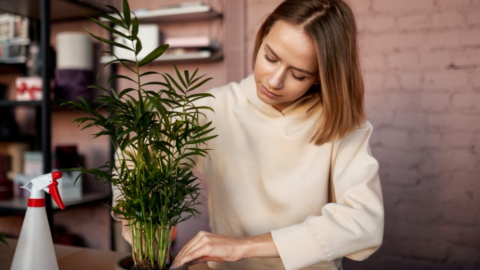 Cum alegi ghivecele potrivite pentru plantele de interior